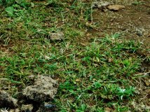 一个苹果的爱人