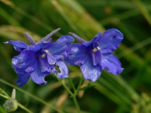 坝上好风光：野花篇