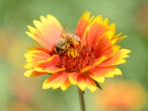 蜂采蜜图放大看