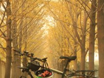 金秋 自行车