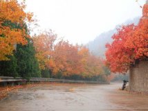 2012，蟒山最后的红叶