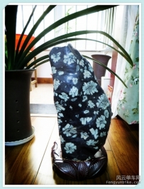 我的石宠——牡丹