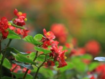 七夕节的动物们