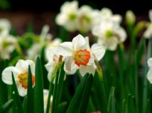 中山公园开花了~~~