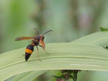 By China—大黄蜂吗？？不认识！！