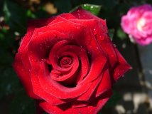 试着再来一只自己种的花