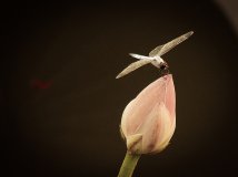 [西瓜自留地]2012.07.22去了一趟圆明园