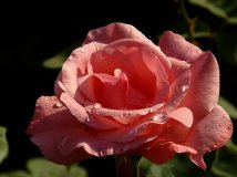 花儿为什么这样红