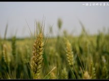 北京-拉萨-尼泊尔(那些景儿)