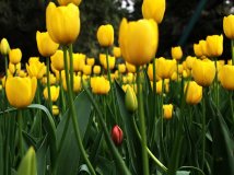 郁金香---2010