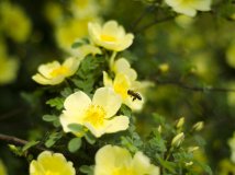 植物园拍花和蜜蜂，求指点