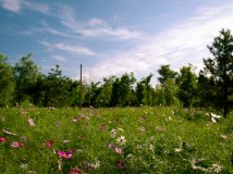 通州运河森林公园风光掠影