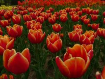 文件夹里的：花