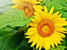 我喜爱的向日葵