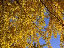 金秋，收货的季节