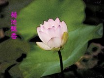 又到荷花盛开时