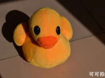 颐和园的鸭子带到老家（小黄鸭）