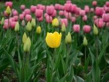 北京植物园、中山公园郁金香