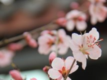 在这早春的四月天