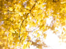 秋天的印记---摄于钓鱼台银杏大道