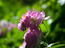 6月1日超给力圣泉山全纪录-山上野花