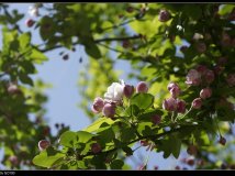 天气好，去小区里面拍的几张花~
