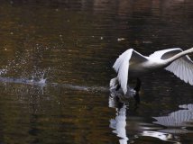 今天去了zoo，打了几只鸟~