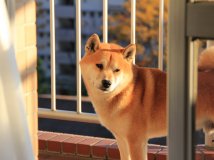 秋日午后东京：我的小折和柴犬kuma