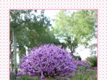 分享：植物园花卉