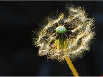 70-300 再试片，拍蒲公英