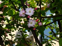 春天的那些花啊