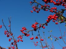 草、雁、棠、池