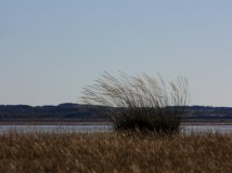 来自北方的狼（北京的摄狼）