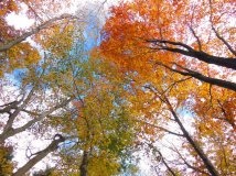 日本东京大岳山极美秋色