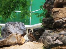 花儿为什麽这样红