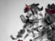 曾经的富贵繁华后留下的是你的名字