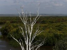 额尔古纳根河湿地之白桦
