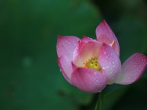 “淤出泥而不染，濯清涟而不妖”