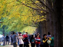 10.29——人山人海的银杏景观大道