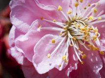 2011年04月04日--植物园桃花节