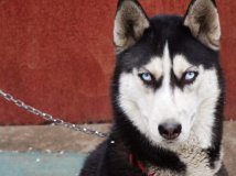 新请回来的这个 太邪恶