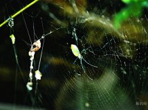 蜘蛛