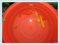 给孙子养的宠物