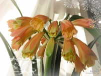 花开艳丽时......