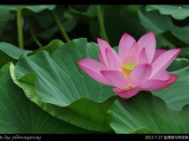 我与荷花有个约会